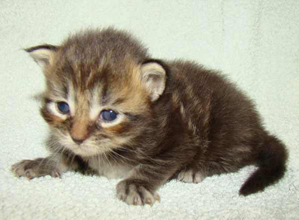     Catsvill County